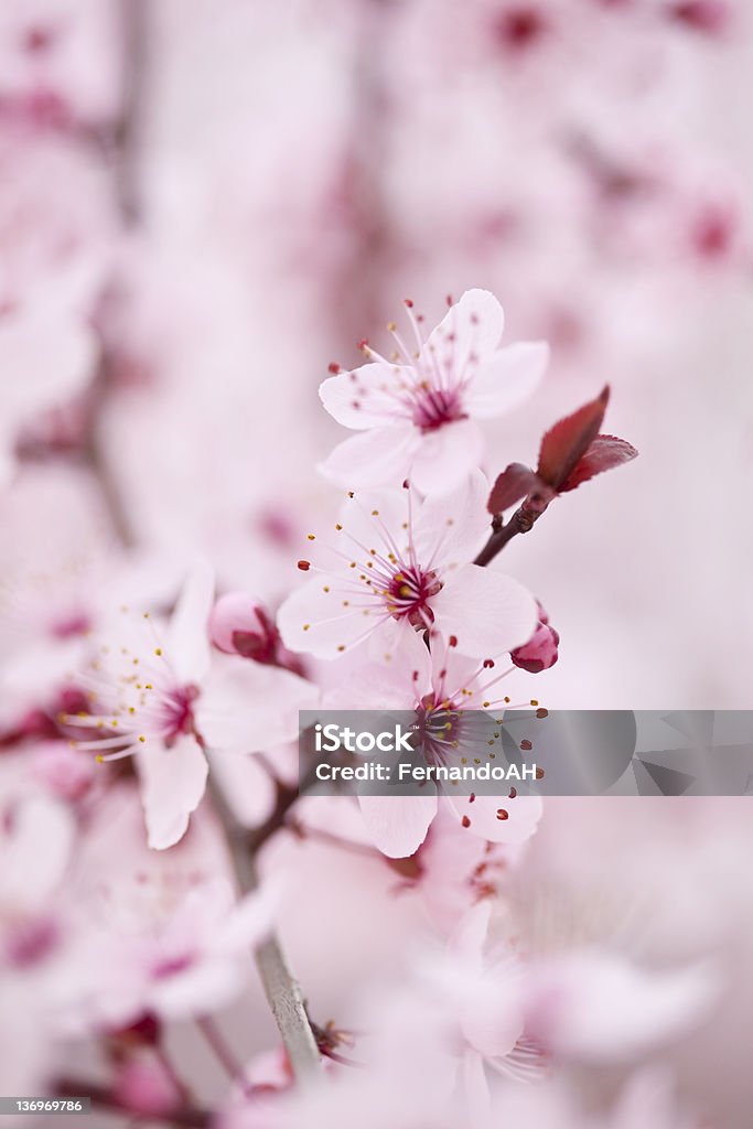 Cerezos en flor (XXXL - Foto de stock de Cerezo japonés libre de derechos