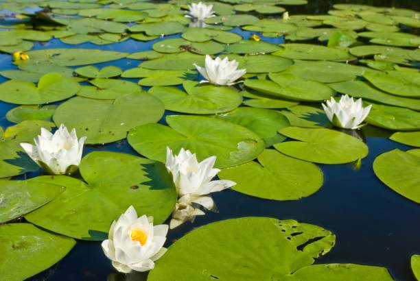 istock beautiful white lilies on a lake 1369698313