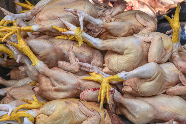 Cleaned the feathers raw chickens ready for sale.