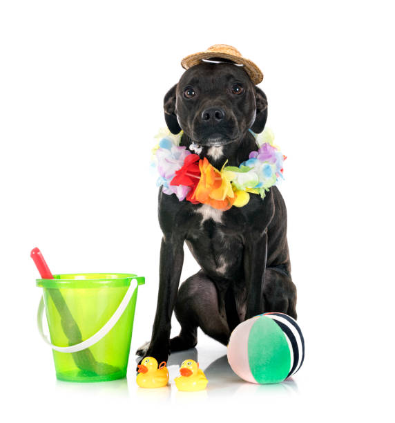 istock staffordshire bull terrier bastard 1369702386