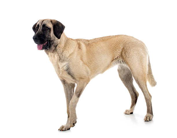 kangal shepherd dog - anatolia zdjęcia i obrazy z banku zdjęć