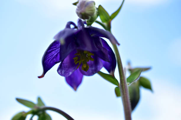 istock Purple bellflower inflorescence on a blue background. 1369703616