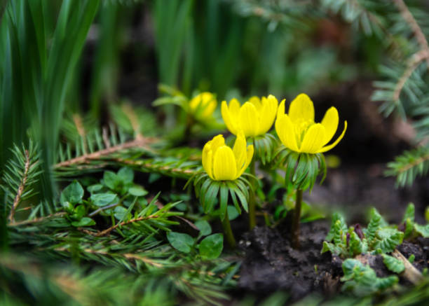 Yellow spring flowers. primrose anemones. Grow from the ground Yellow spring flowers. primrose anemones. Grow from the ground anemone apennina stock pictures, royalty-free photos & images