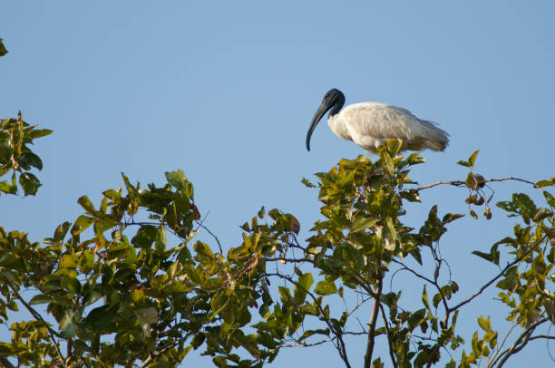 istock Black-headed ibis Threskiornis melanocephalus on a tree. 1369706209