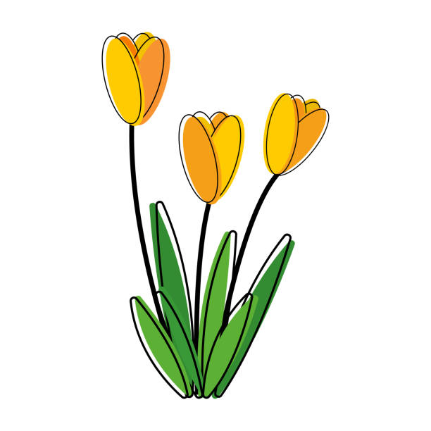 illustrazioni stock, clip art, cartoni animati e icone di tendenza di tulip flower clip art outline con giallo carino colore vettoriale animato illustrazione design - tulip