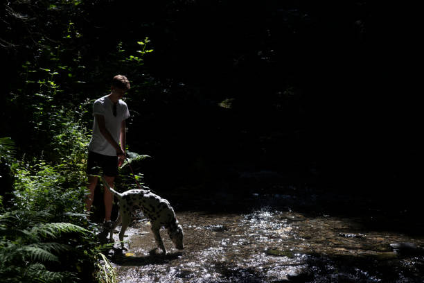 Young man walking a Dalmatian dog in a Cornish stream, backlit by the early morning sun.