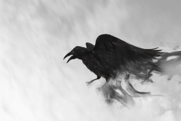 istock Black raven flying through mist, fantasy image 1369709550