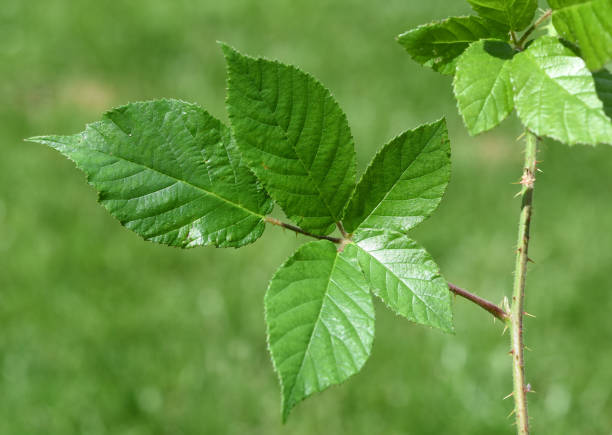 Small blackberry bush leaves with water drops in the garden. Selective focus.