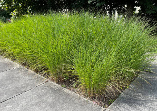 istock Chinese reeds, Miscanthus Sinensis 1369709777