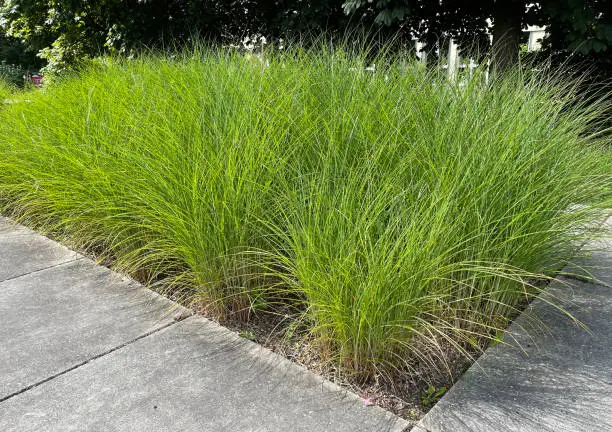 Chinese reed, Miscanthus Sinensis, is a decorative type of reed that is often used in front gardens.