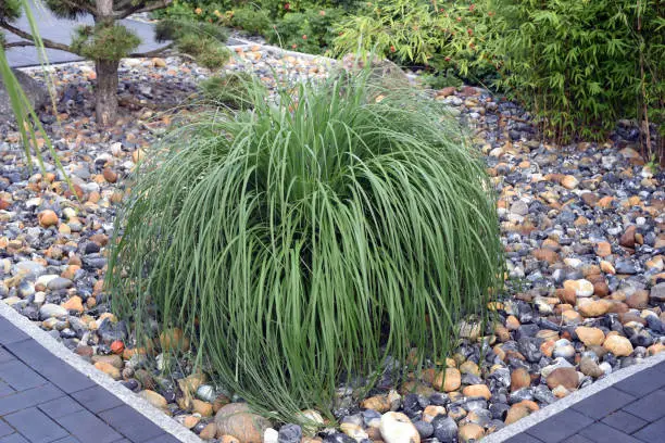 Chinese reed, Miscanthus Sinensis, is a decorative type of reed that is often used in front gardens.