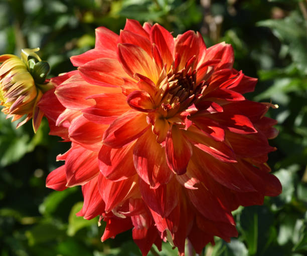 Dahlia, Tyler James
