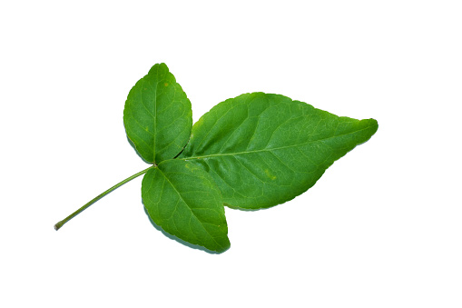 Close up Bael leaf on white background. (Scientific name Aegle marmelos)
