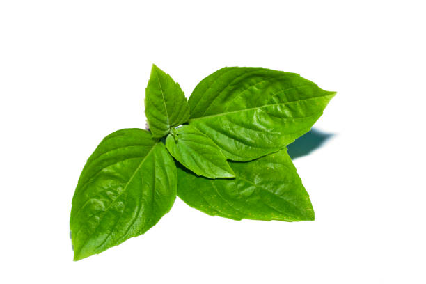 Close up Sweet Basil leaf on white background. stock photo