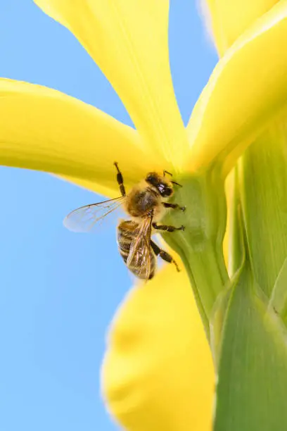 Bee - Apis mellifera - pollinates a blossom of the Golden Iris or Golden Flag - Iris Crocea. Iris crocea is a species in the genus Iris. It is also commonly known as Golden Iris or Golden Flag