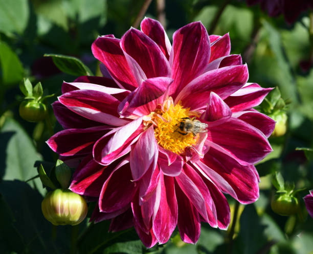 Decorative Dahlia, Purple Pearl