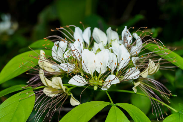 Close up Crataeva flower with leaf on blur background. (Scientific name Crateva religiosa G.Forst)