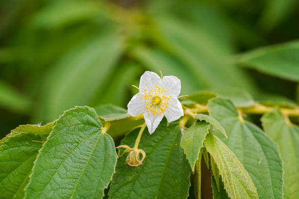 Calabura, Jam tree, Jamaican cherry, Malayan Cherry, West Indian Cherry flower. (Scientific name Muntingia calabura)