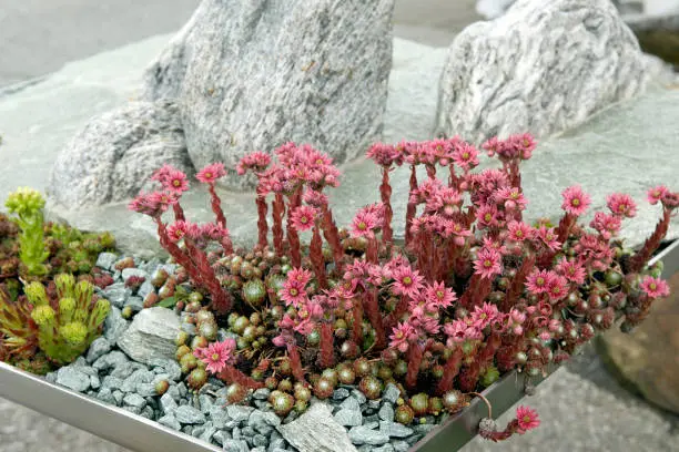 Houseleek, Sempervivum, tectorum, is a medicinal plant and an alpine flower with red flowers.