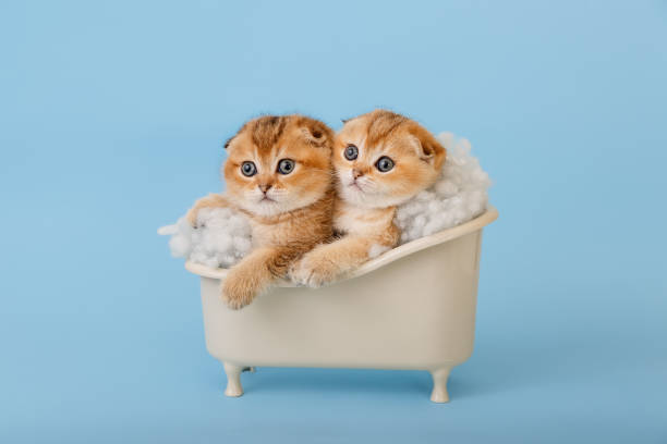 istock Two funny chinchilla kittens in the bathtub. 1369710856