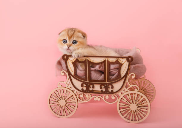 istock Funny chinchilla kitten in the coach 1369710860