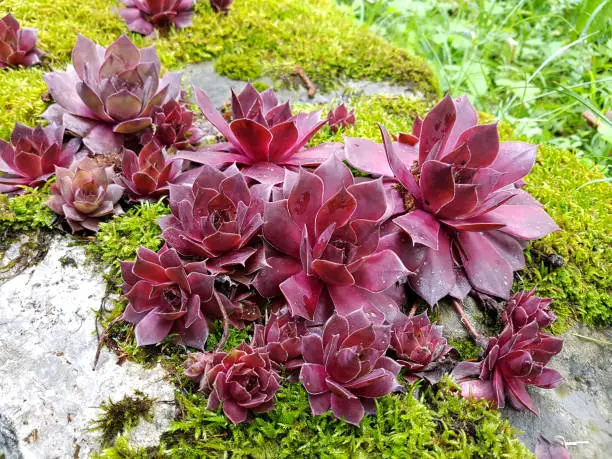Houseleek, Sempervivum, tectorum, is a medicinal plant and an alpine flower with red flowers.