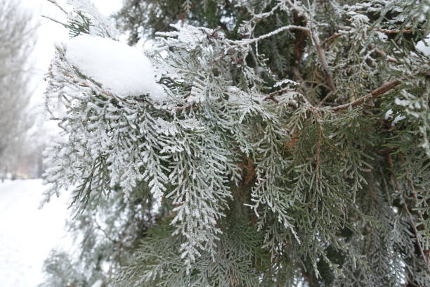 Foliage of Chinese thuja covered with hoar frost in mid January Foliage of Chinese thuja covered with hoar frost in mid January chinese arborvitae stock pictures, royalty-free photos & images