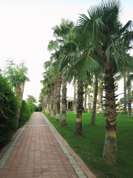 istock Paved walking path with a row of palm trees 1369711908