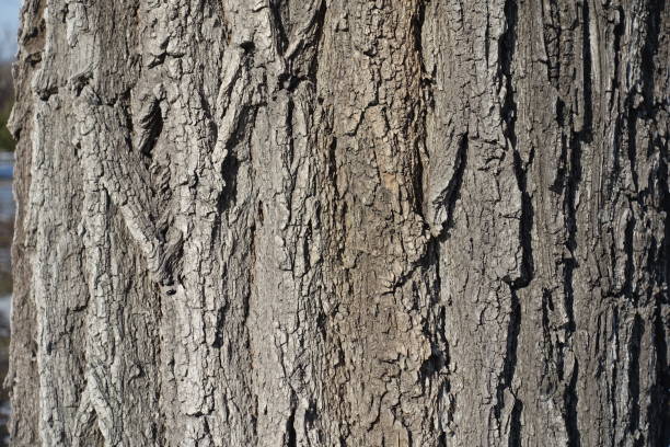 corteza seca de color marrón grisáceo del árbol de langosta negra - locust tree black robinia fotograf�ías e imágenes de stock