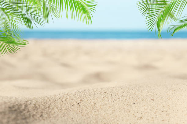 istock Sandy beach with palms near ocean on sunny day 1369712429