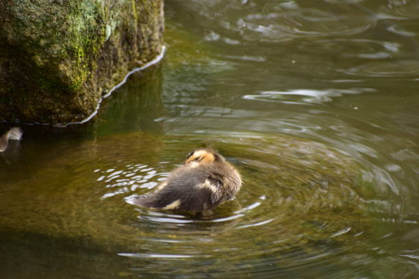 istock Portrait of the bird called Spot-billed duck chick 1369712507