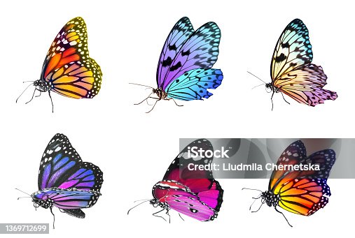 istock Collection of amazing bright butterflies isolated on white 1369712699