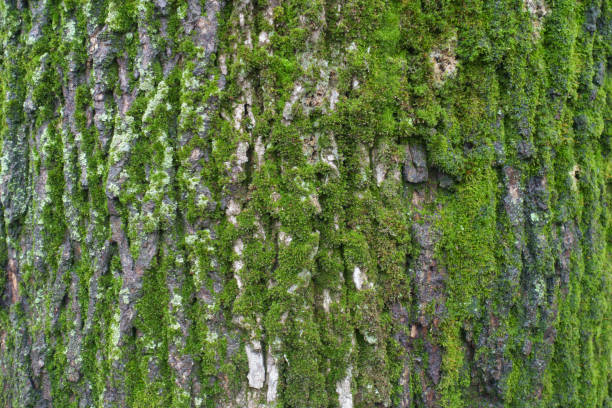 istock Background - moss and lichen on bark of black poplar tree 1369713422