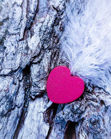 Scarlet heart with a white feather on a tree in winter. Background for valentine day. Photo