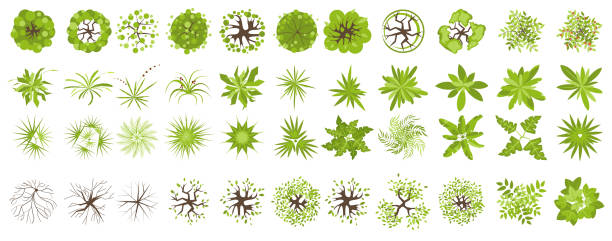 bäume und pflanzen draufsicht. icon-set aus farbigen bäumen und gras für architektur und landschaftsgestaltung. grünflächen. element isoliert auf weiß. vektorillustration. element für designprojekt - vector leaf tree plant stock-grafiken, -clipart, -cartoons und -symbole