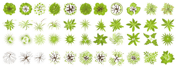 istock Trees and plants top view. Icon set of colored trees and grass for architectural and landscape design. Green spaces. Element isolated on white. Vector illustration. Element for design project 1369715167