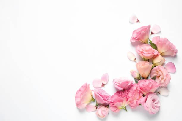 istock Beautiful Eustoma flowers on white background, top view. Space for text 1369715180