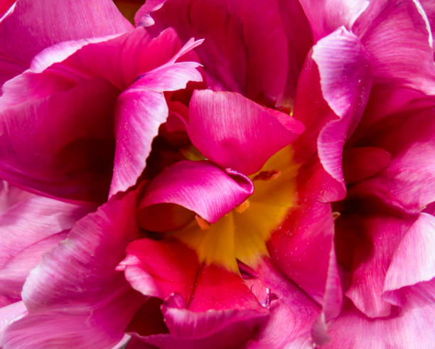istock Wild pink violet tulip in closeup view. 1369715318