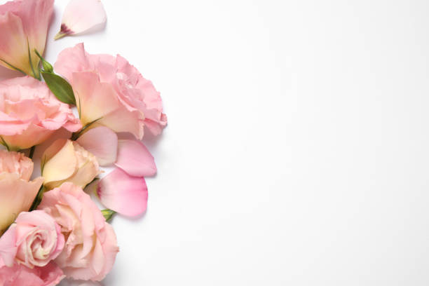 istock Beautiful Eustoma flowers on white background, top view. Space for text 1369716444