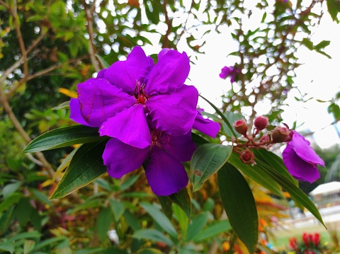 Tibouchina urvilleana is a species of flowering plant in the family Melastomataceae, native to Brazil