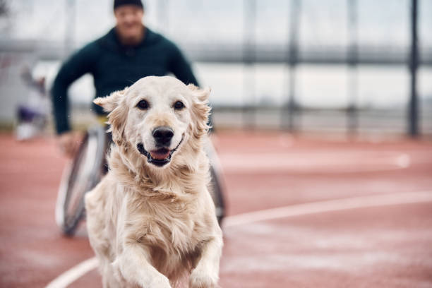 perro golden retriever de asistencia corriendo en la cancha de baloncesto. - perro adiestrado fotografías e imágenes de stock