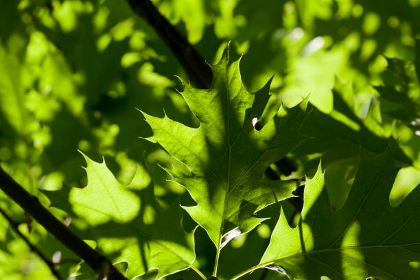 istock beautiful young foliage of green trees 1369719445