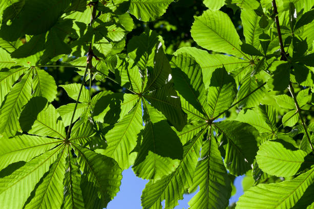 istock beautiful young foliage of green trees 1369719455
