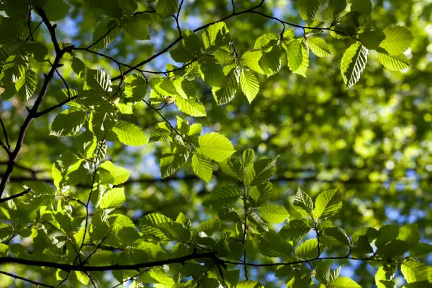 young green foliage on the crab in the spring season, sunny weather in the park in spring with hornbeam trees