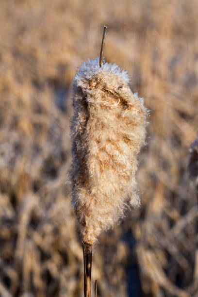 istock frozen grass on the lake in winter 1369719464