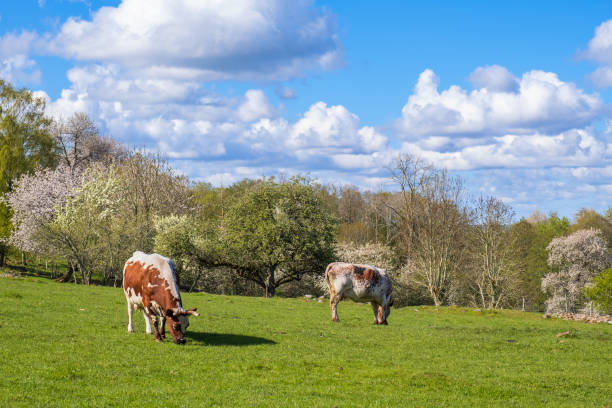 istock Rural view with grazing cows on a meadow 1369719943