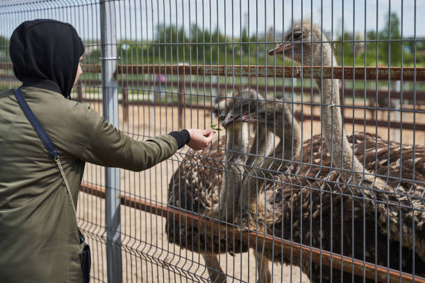 istock a young woman gives grass through a net to several ostriches in a large paddock 1369720942