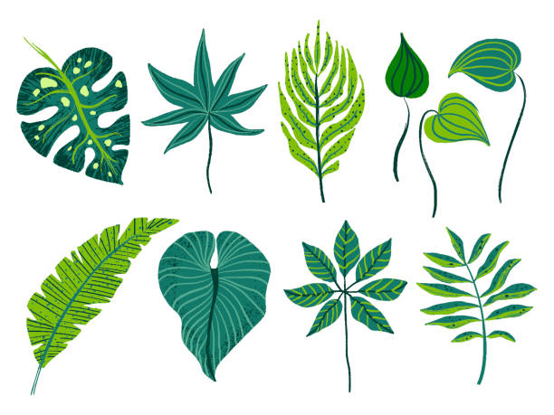 ilustrações de stock, clip art, desenhos animados e ícones de tropical palm leaves vector set - thailand heaven tropical rainforest forest