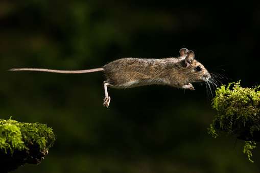 Wood Mouse (Apodemus sylvaticus) jumping.
