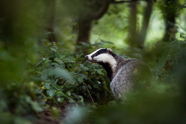 European badger (Meles meles) European Badger (Meles meles) in natural habitat. badger stock pictures, royalty-free photos & images